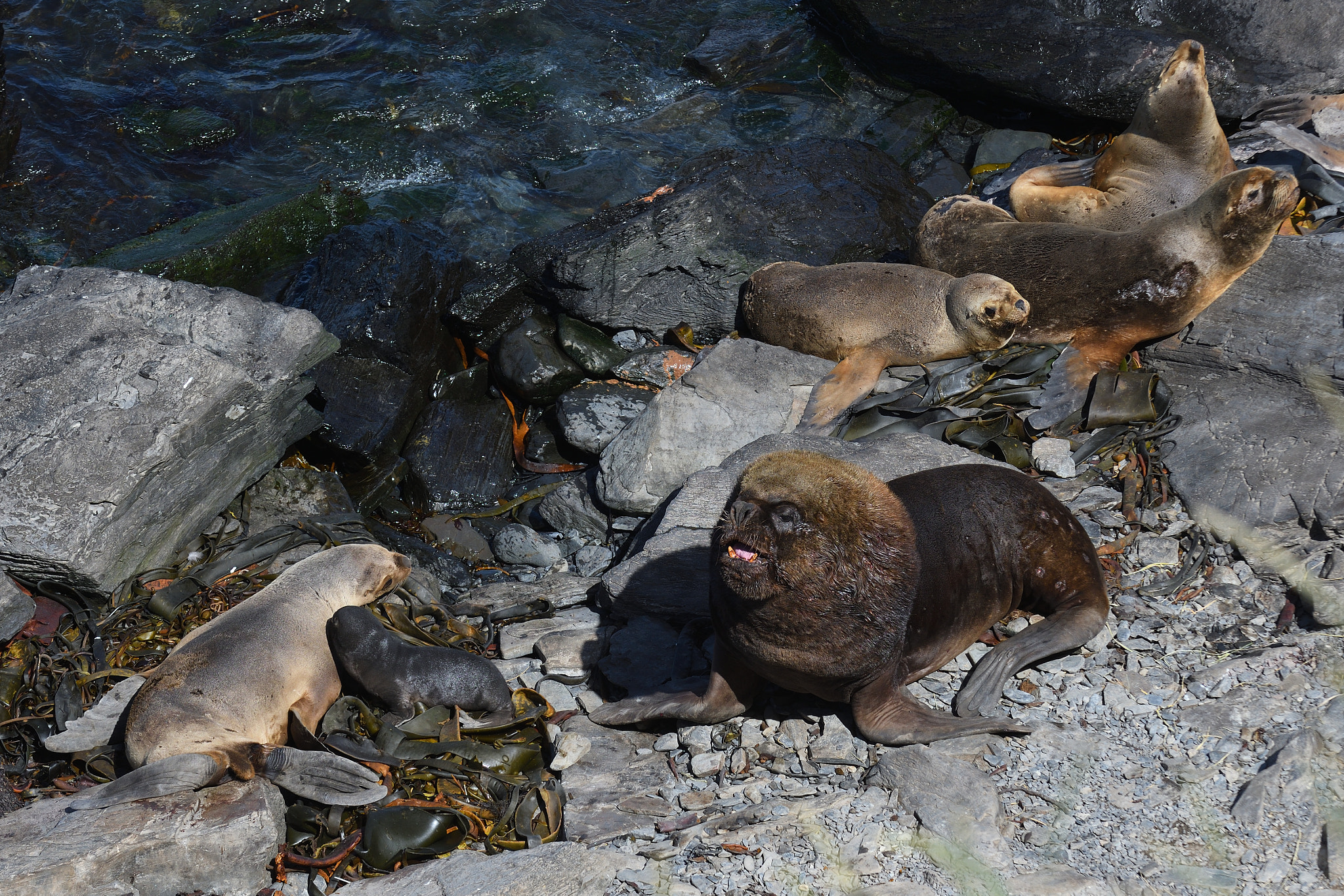 Nikon D500 sample photo. Sea lions photography