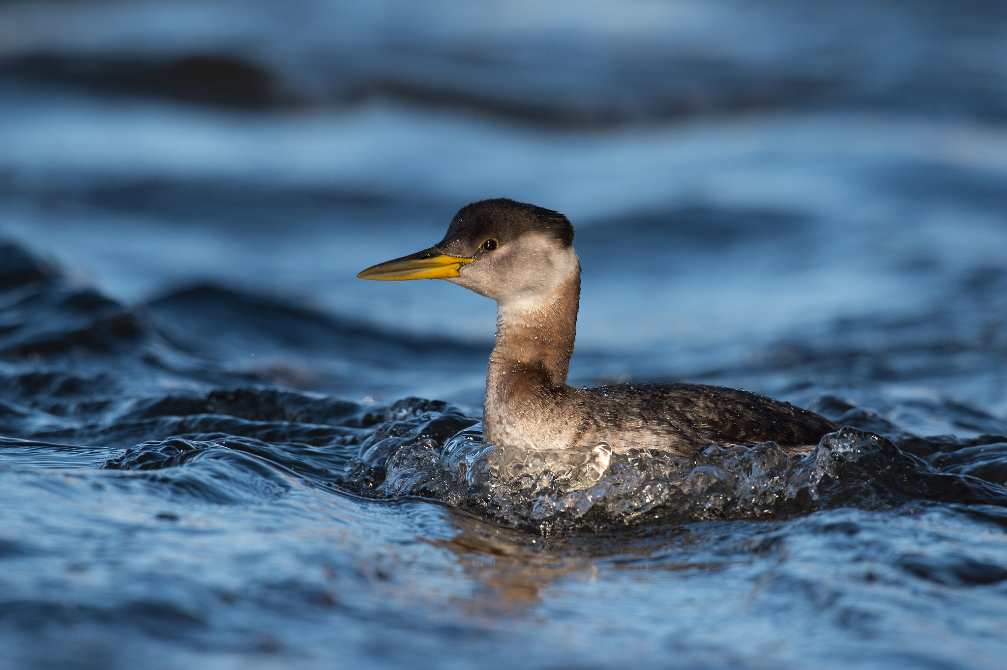 Nikon AF-S Nikkor 800mm F5.6E FL ED VR sample photo. Grebe jougris, podiceps grisegena, red-necked grebe photography