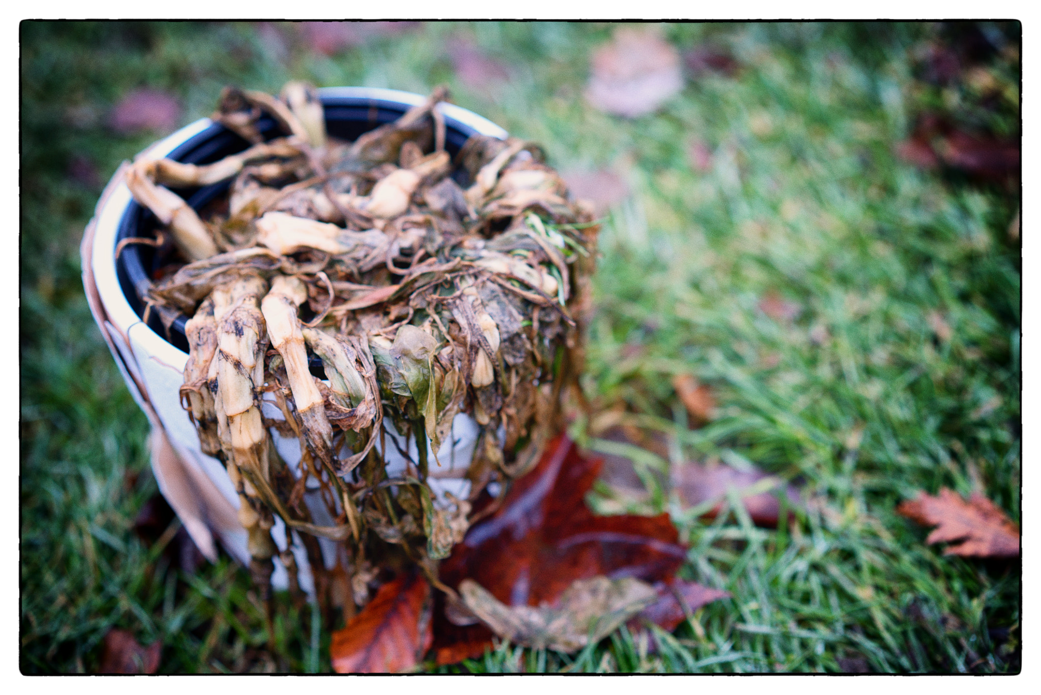 Sony a7S + Sony Sonnar T* FE 55mm F1.8 ZA sample photo. End of season photography
