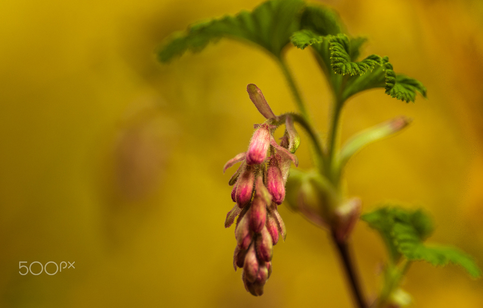 Pentax K-5 + Pentax smc DA* 300mm F4.0 ED (IF) SDM sample photo. Wild flower photography