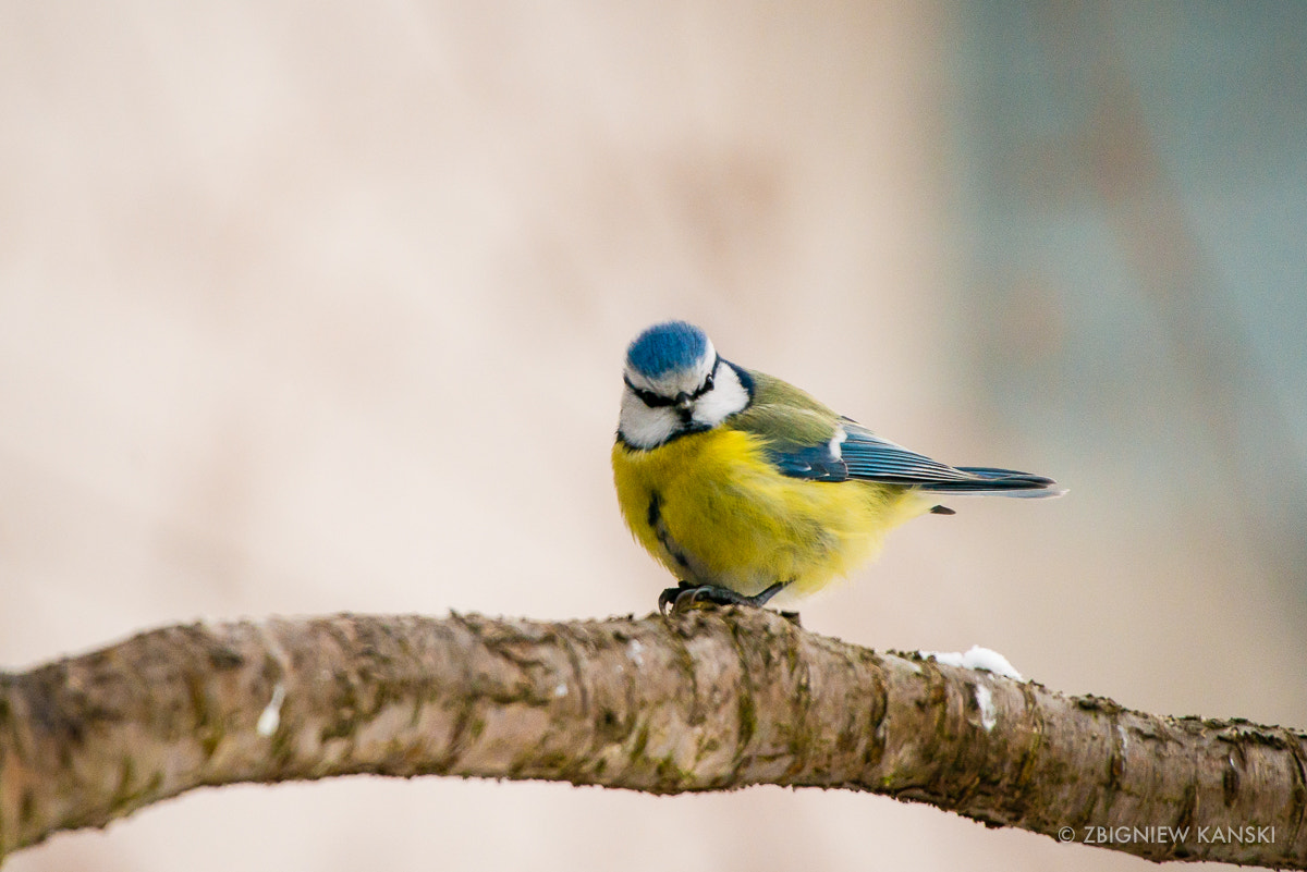 Nikon D800 + Sigma 50-500mm F4.5-6.3 DG OS HSM sample photo. A blue tit asking for peanut butter photography
