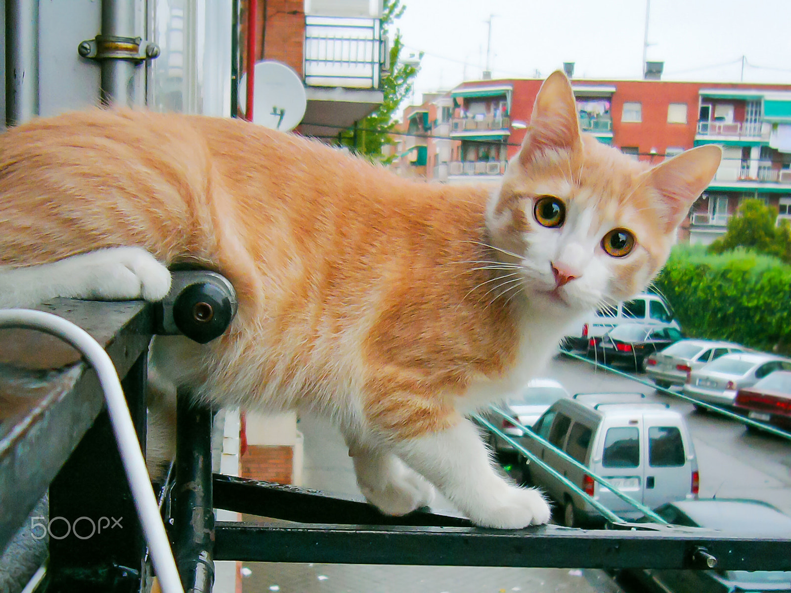 Panasonic DMC-LC80 sample photo. Kitten on the balcony photography
