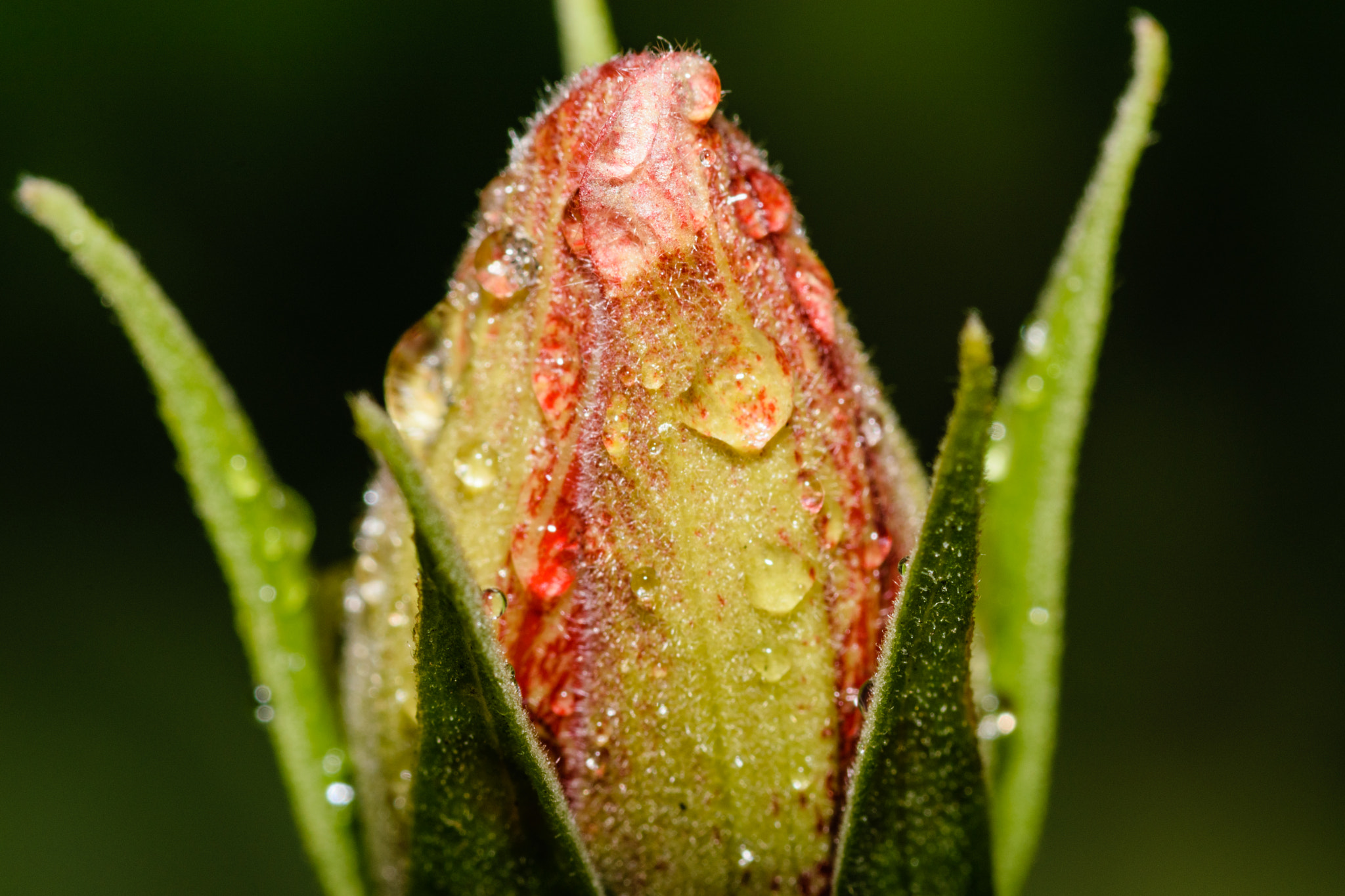 Nikon D3300 + Tokina AT-X Pro 100mm F2.8 Macro sample photo. New flower soon photography