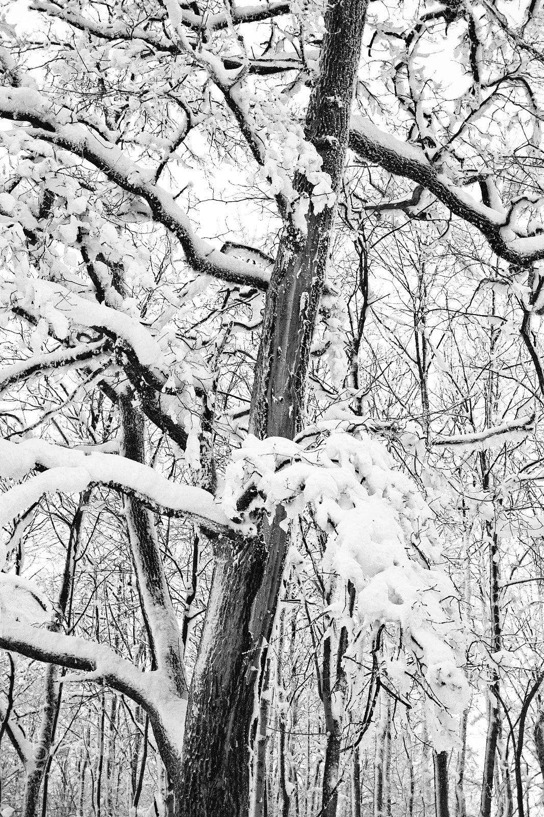 Canon EOS 40D + Canon EF 17-40mm F4L USM sample photo. Branches under snow photography