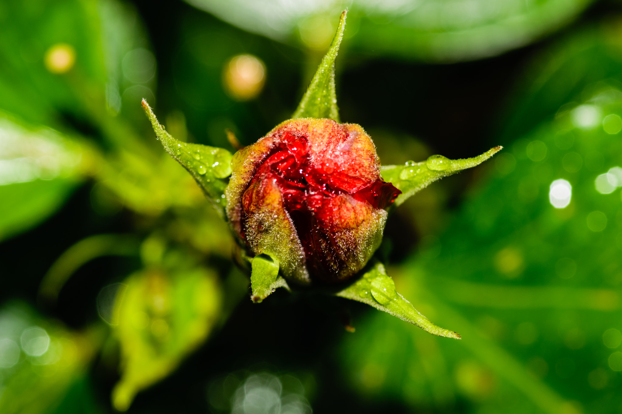 Tokina AT-X Pro 100mm F2.8 Macro sample photo. Flower today photography