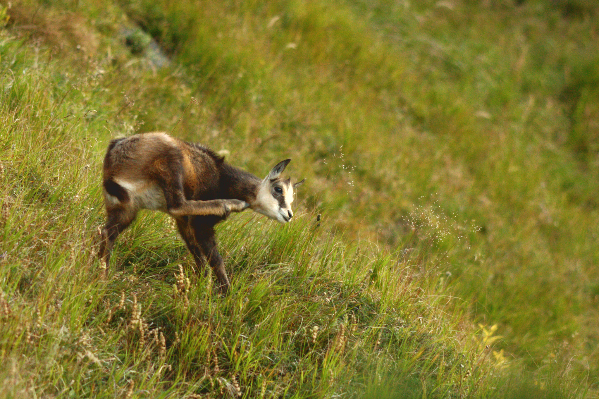 Canon EOS 50D + Canon EF 200mm F2.8L II USM sample photo. Cub photography