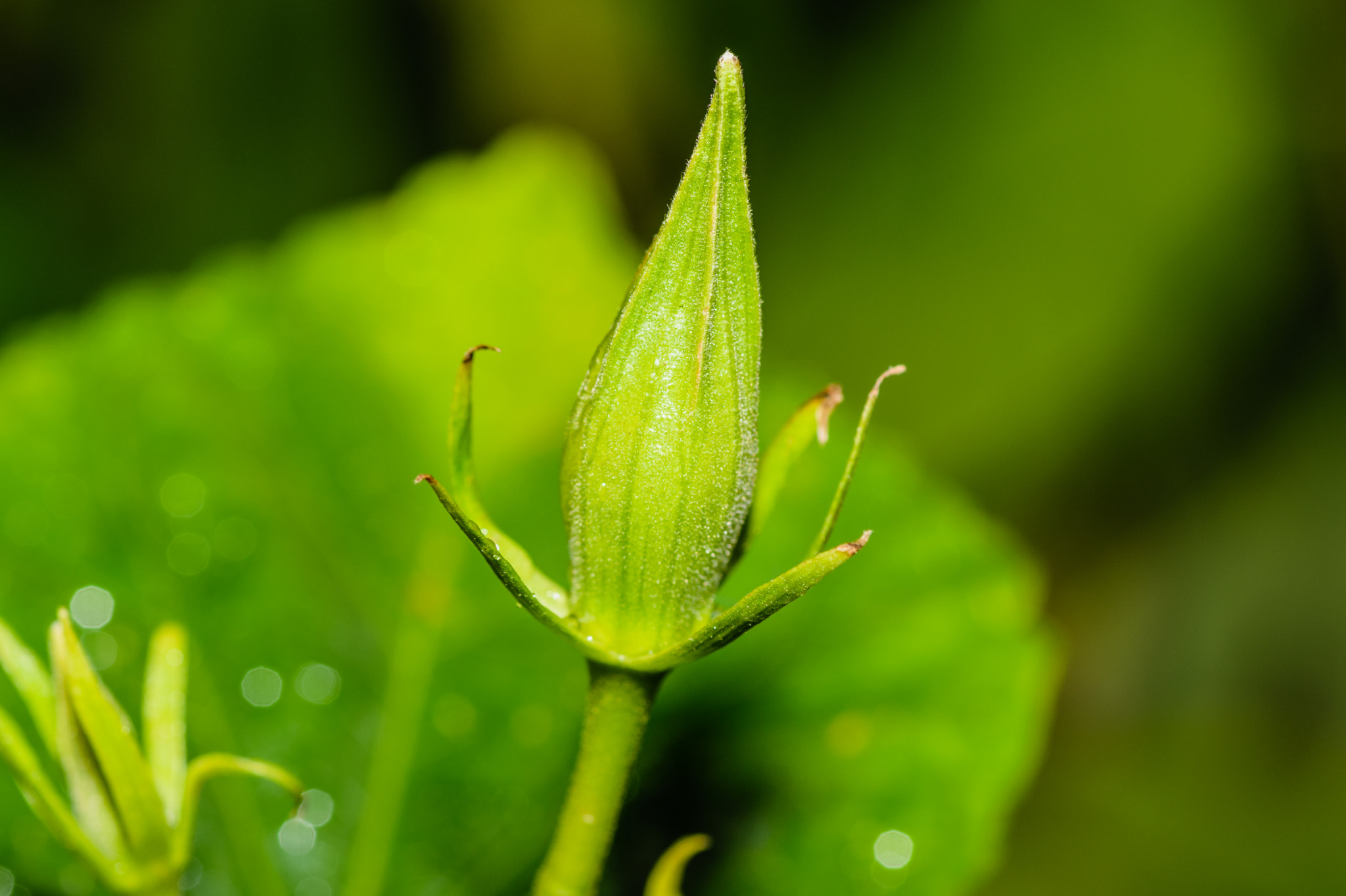 Tokina AT-X Pro 100mm F2.8 Macro sample photo. Flower next week photography