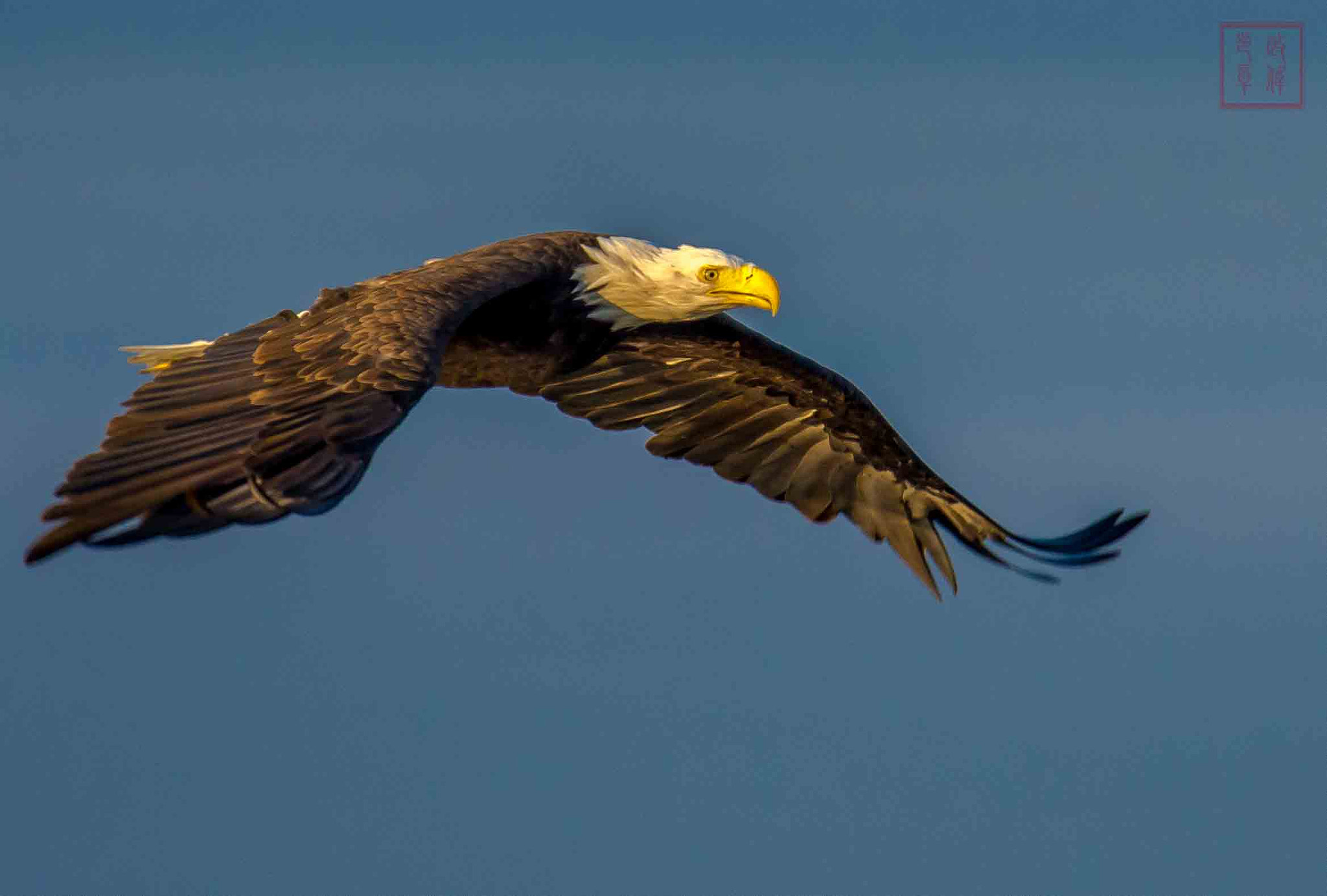 Sigma 150-600mm F5-6.3 DG OS HSM | S sample photo. Dsc photography
