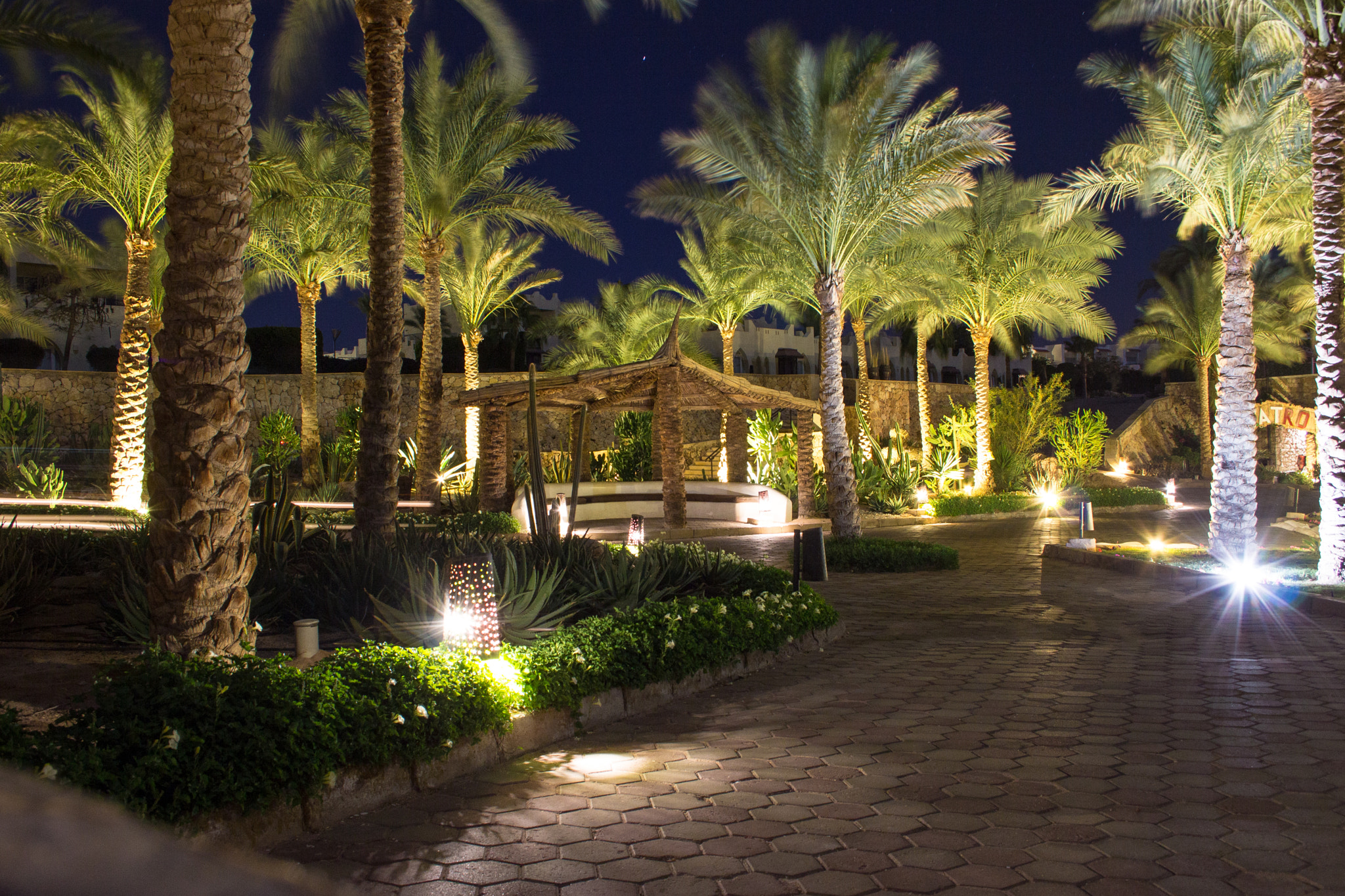 Canon EF-S 18-55mm F3.5-5.6 II sample photo. Palm trees photography