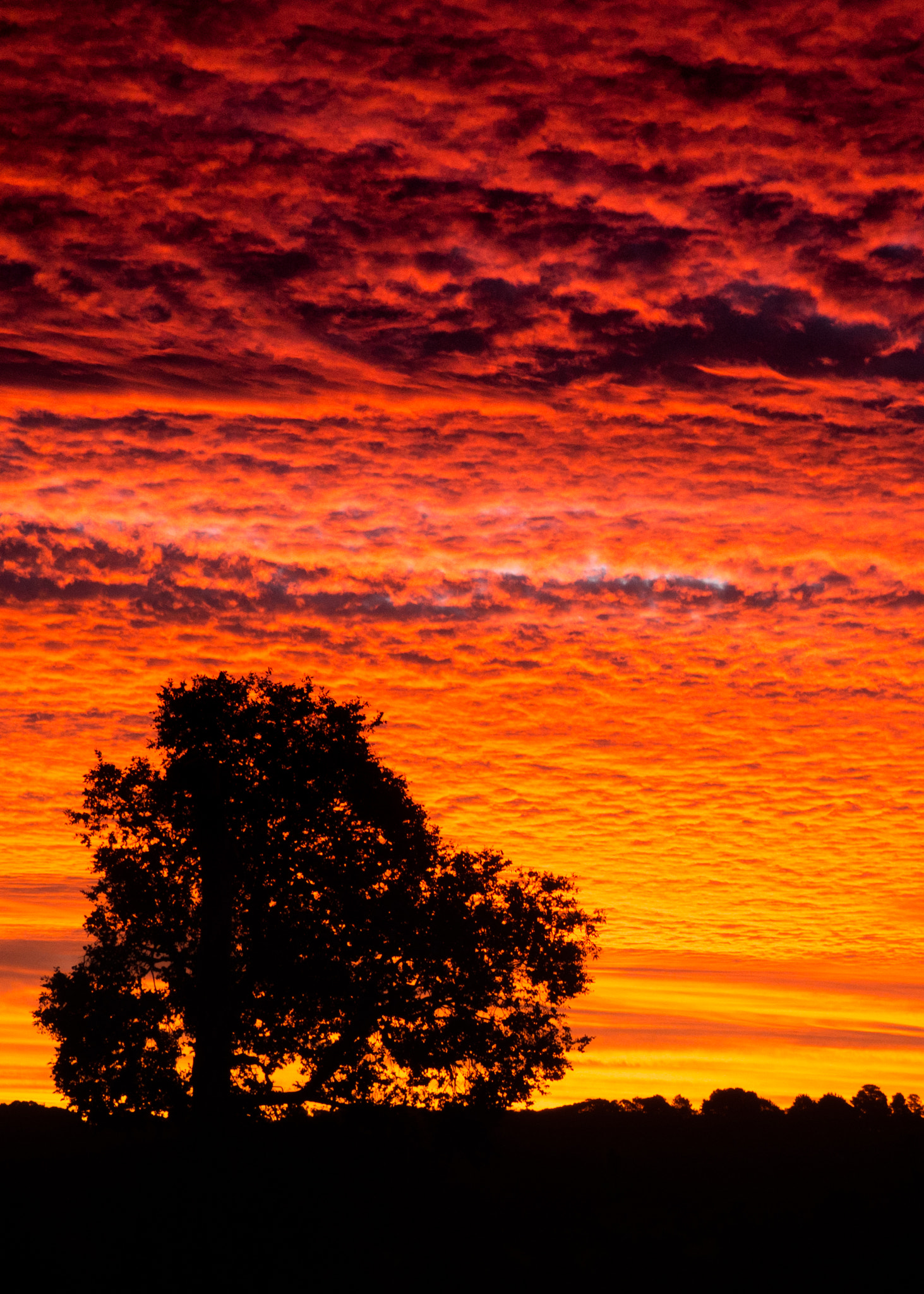 Olympus OM-D E-M1 Mark II sample photo. Sunset silhouette photography