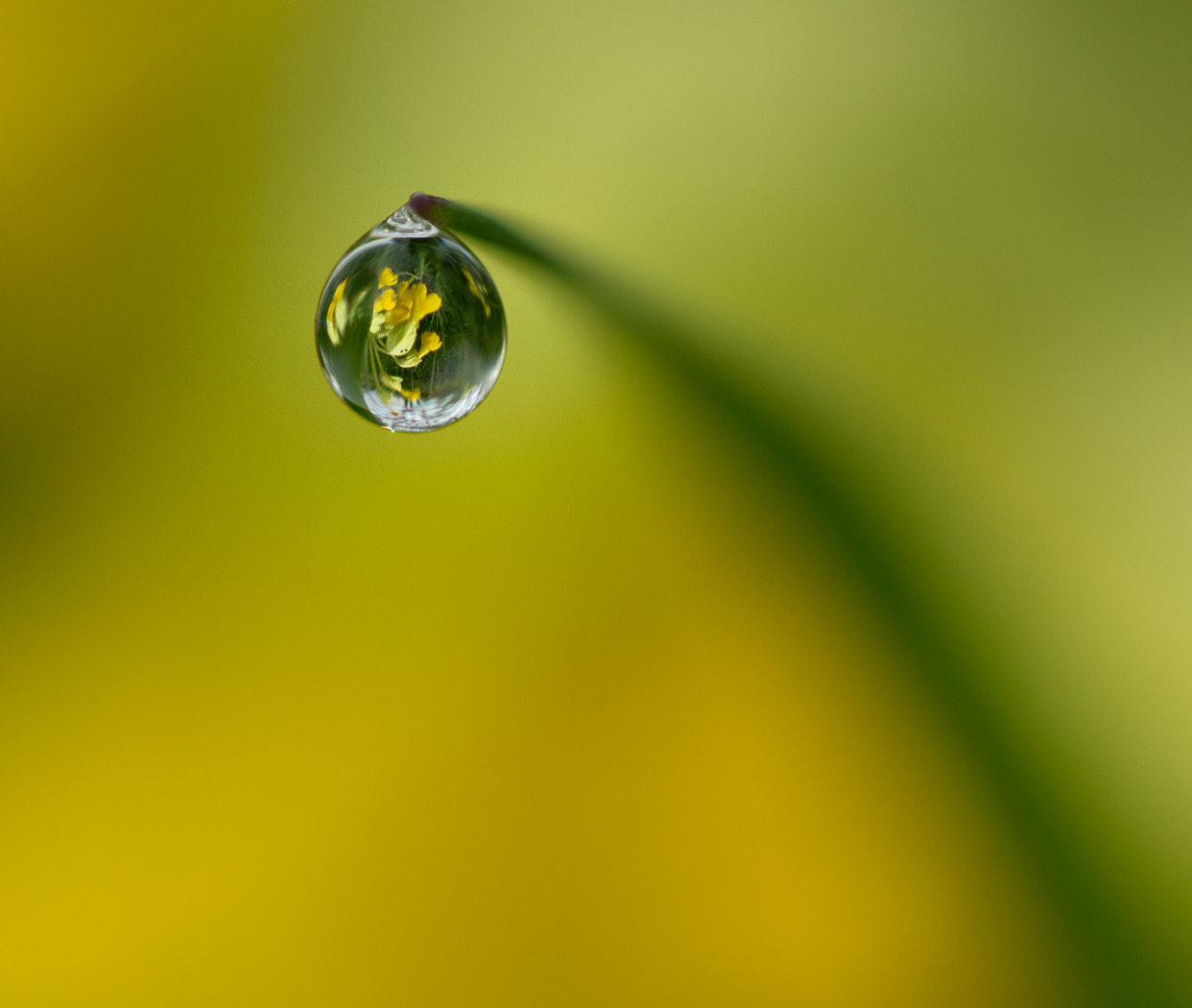 Canon EF 100mm F2.8 Macro USM sample photo. A drop of cowslips photography