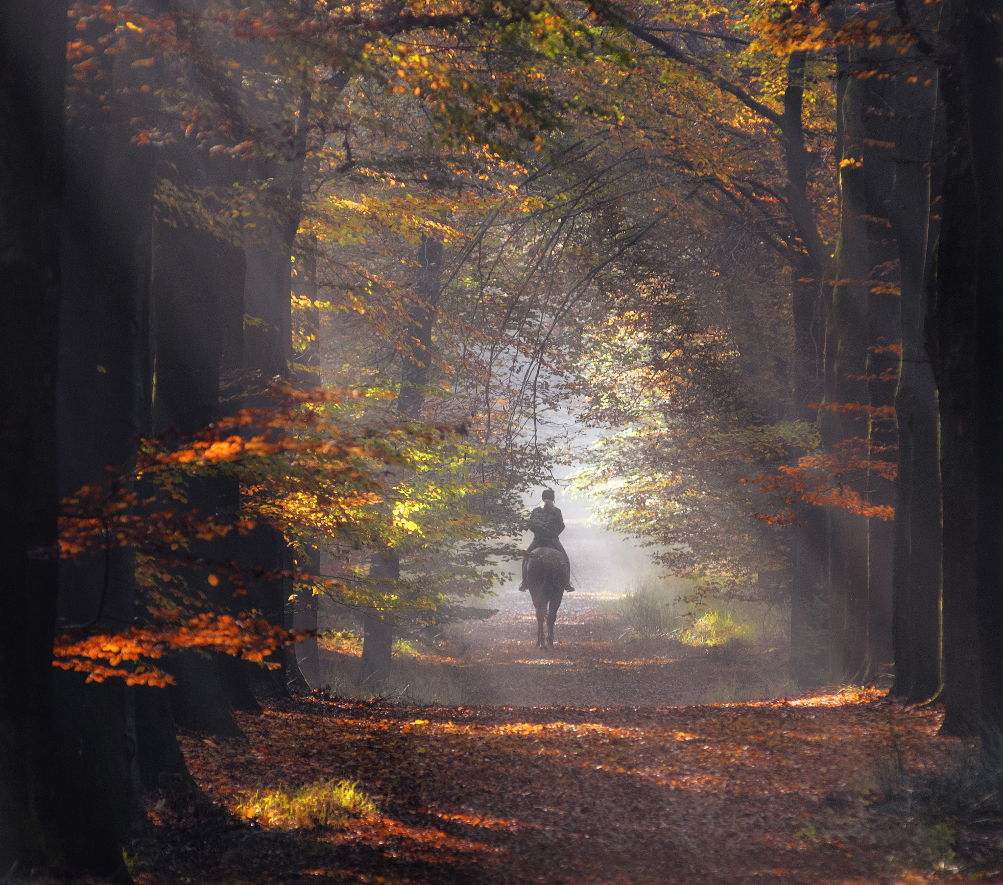 Nikon AF-Nikkor 80-200mm F2.8D ED sample photo. Elevenish photography