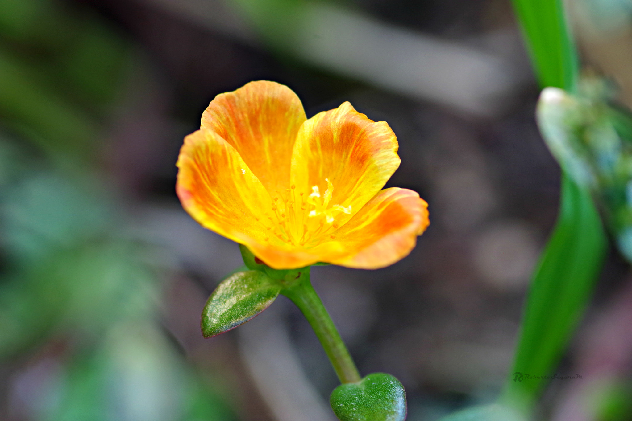 Pentax smc D-FA 100mm F2.8 Macro WR sample photo. Pequeña naranja photography