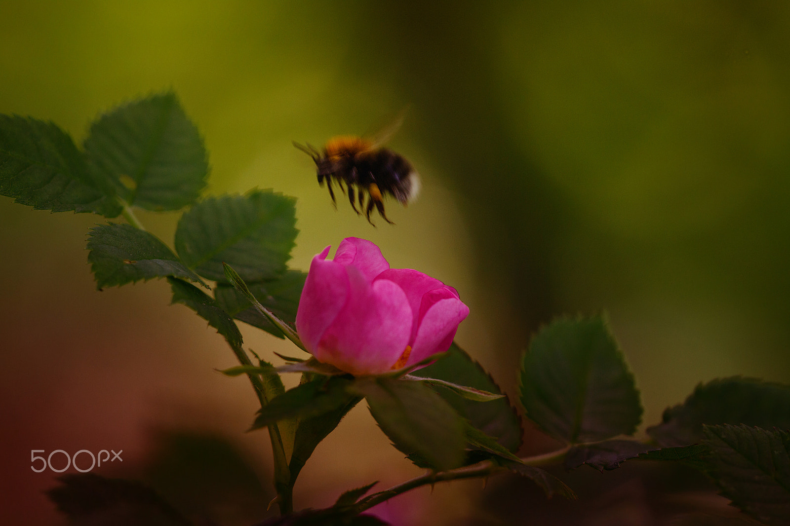 Sigma APO Macro 150mm f/2.8 EX DG HSM sample photo. Bumblebee photography