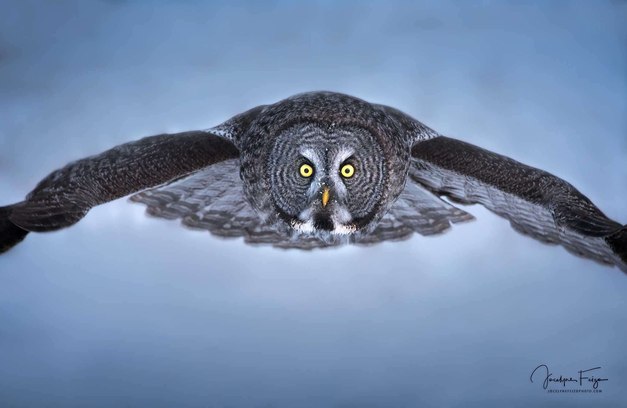 Nikon D750 + Nikon AF-S Nikkor 300mm F4D ED-IF sample photo. Great grey owl chasing at dusk photography