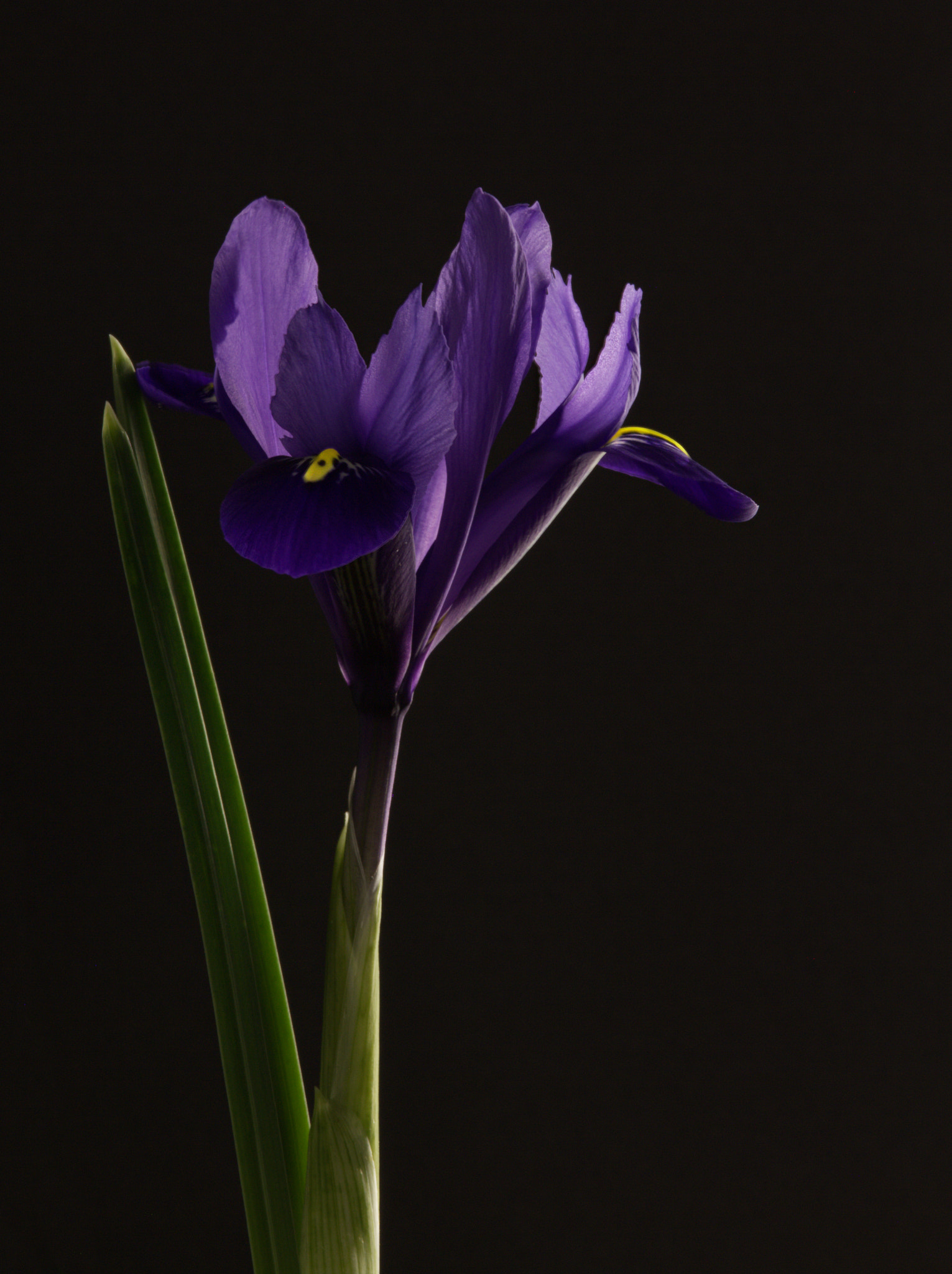 Canon EOS 60D + Canon EF 200mm F2.8L II USM sample photo. Iris photography