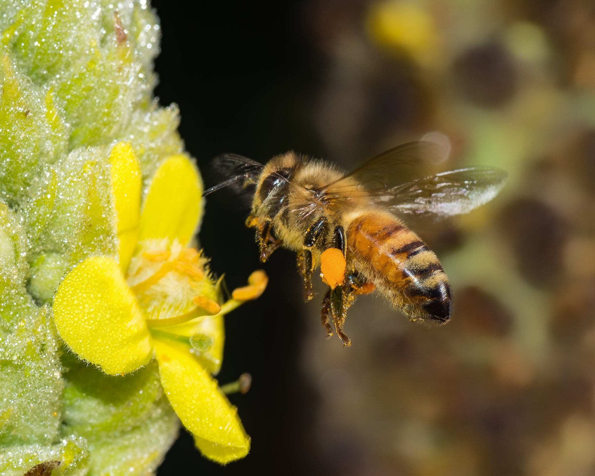 Nikon D7200 + Tamron SP 90mm F2.8 Di VC USD 1:1 Macro sample photo. Honey bee flying to mullein flower photography
