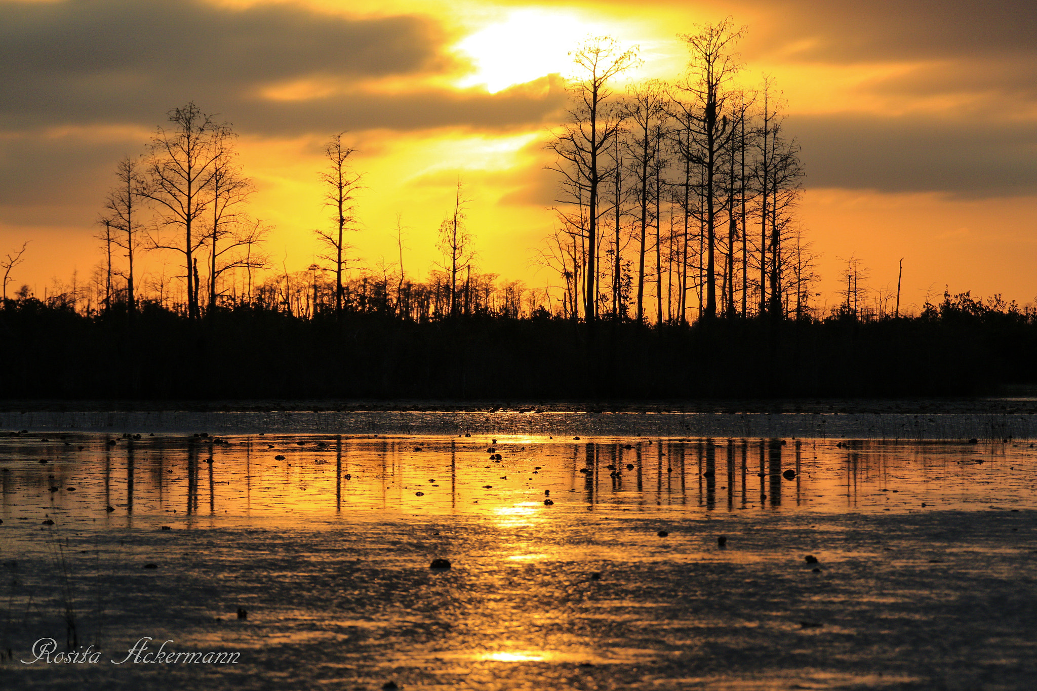 Canon EF 28-300mm F3.5-5.6L IS USM sample photo. Okefenokee wildlife reserve georgia - usa photography