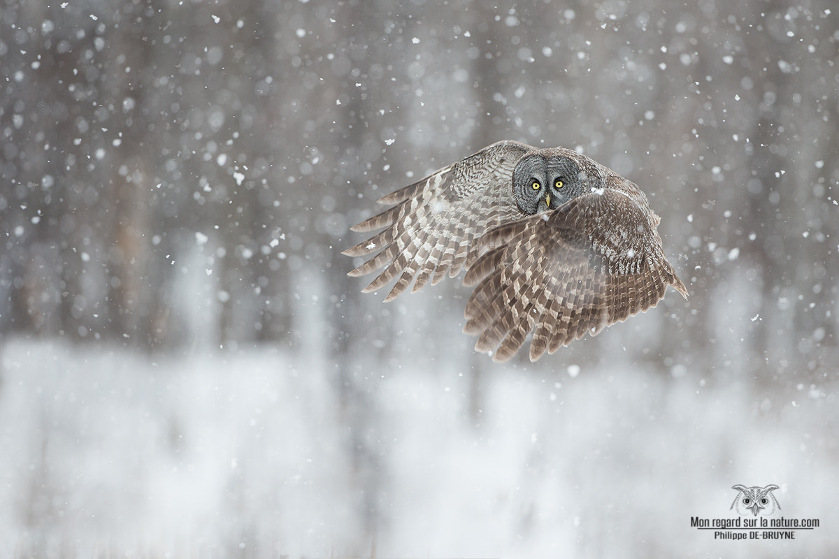 Canon EOS-1D X + Canon EF 500mm F4L IS USM sample photo. Ambiance neigeuse !! photography