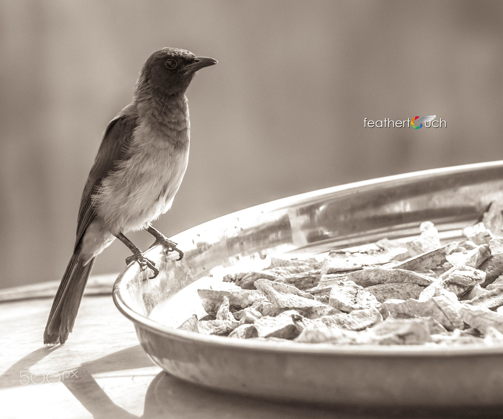 Canon EOS 500D (EOS Rebel T1i / EOS Kiss X3) + EF75-300mm f/4-5.6 sample photo. Bird meal time photography