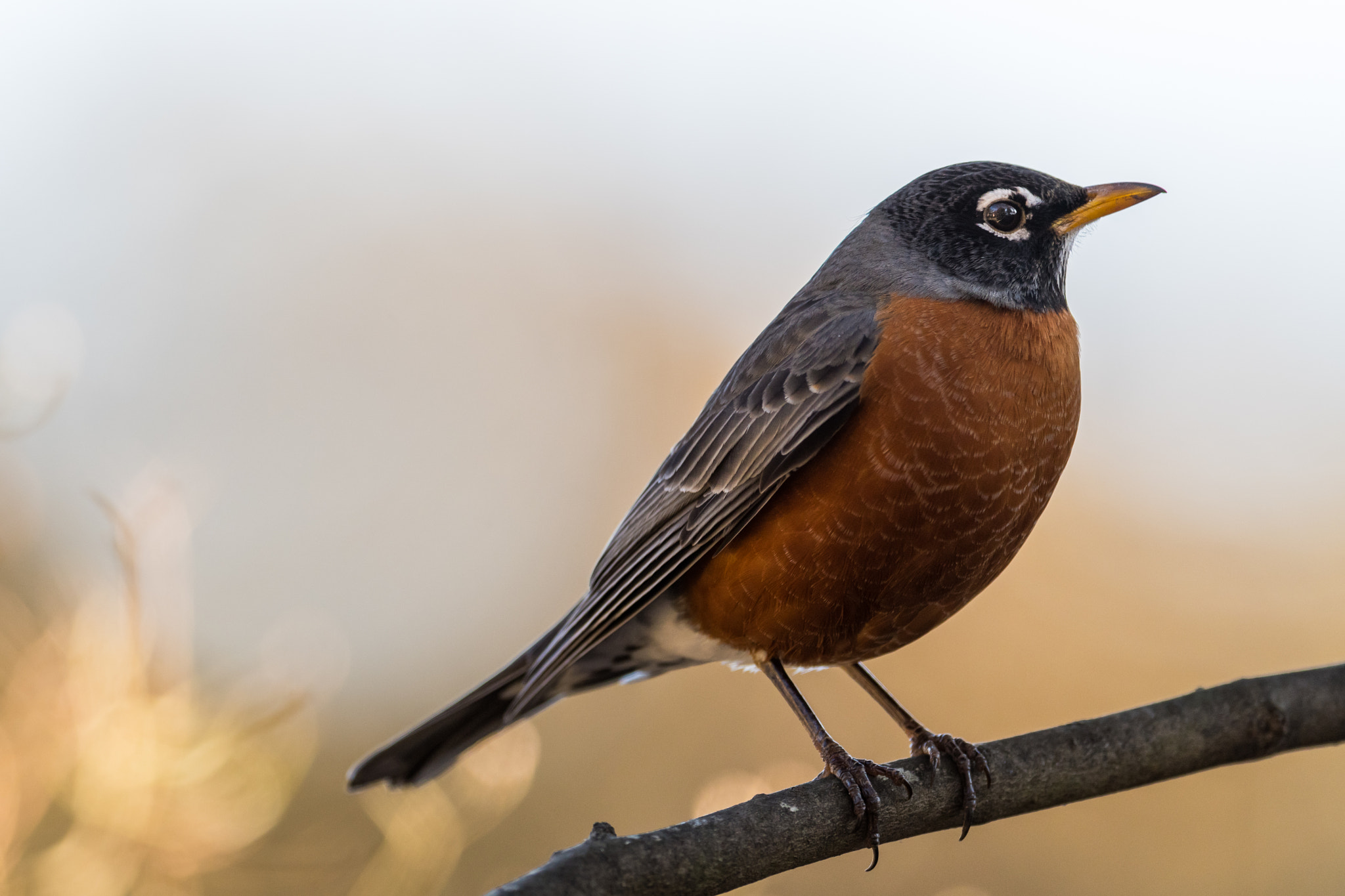 Nikon AF-S Nikkor 600mm F4E FL ED VR sample photo