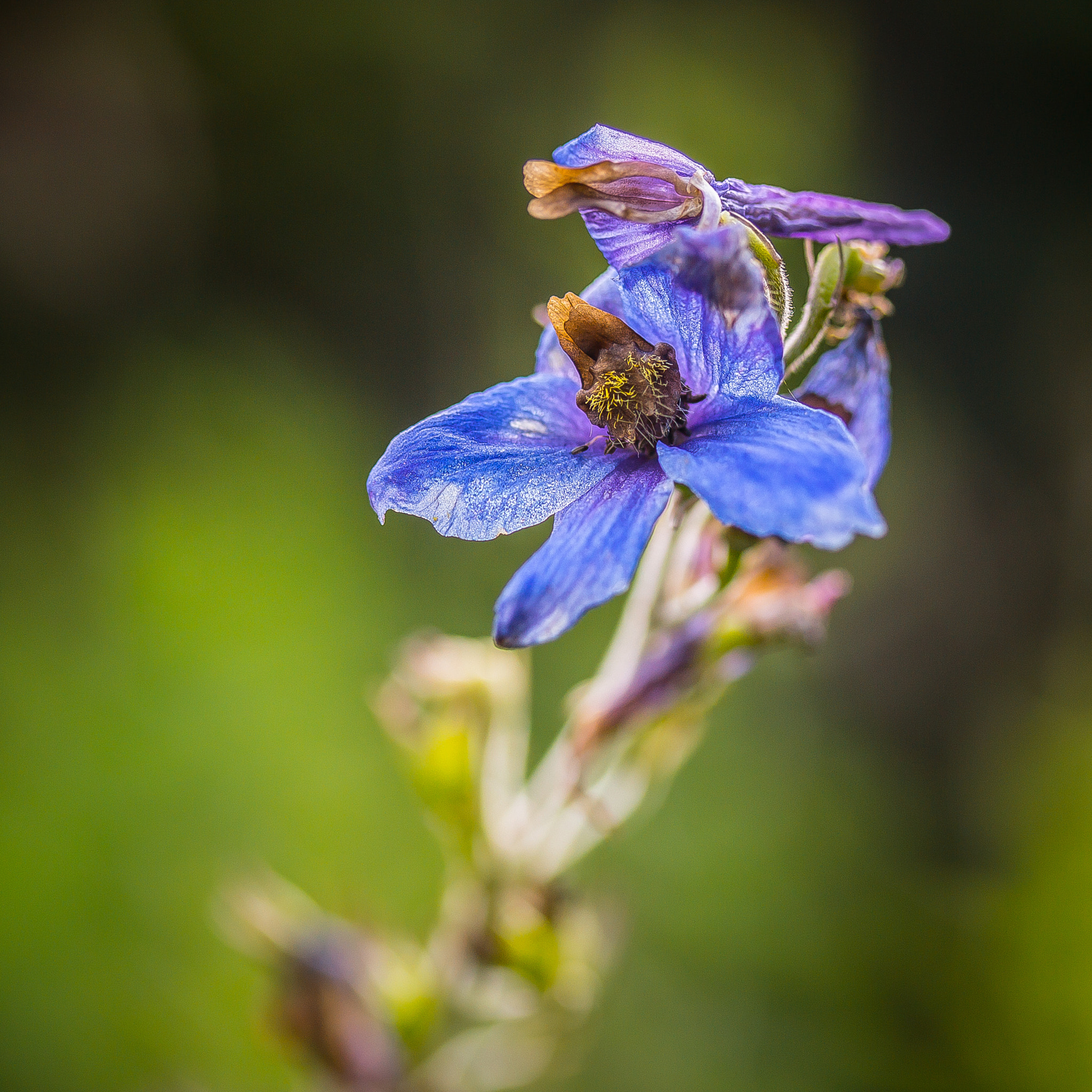 Canon EF-S 60mm F2.8 Macro USM sample photo. Flower photography