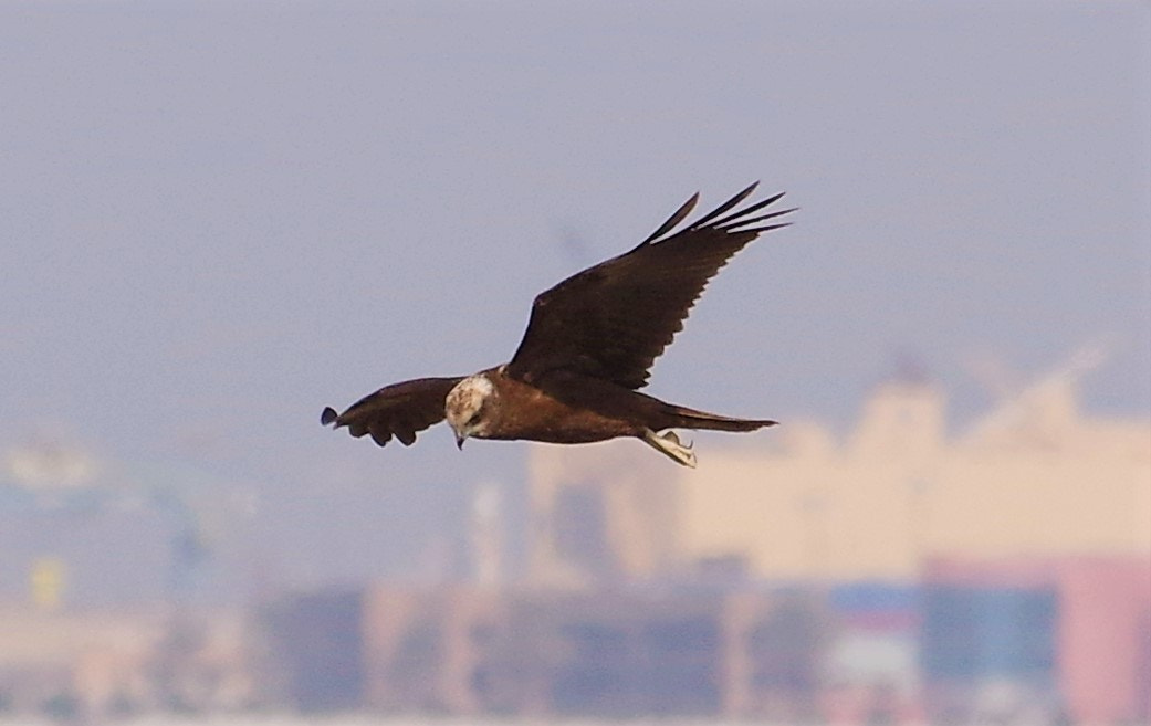 Pentax K-3 + smc PENTAX-F* 300mm F4.5 ED[IF] sample photo