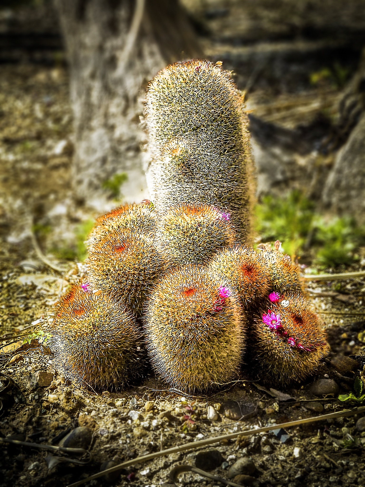 Panasonic Lumix DMC-ZS7 (Lumix DMC-TZ10) sample photo. Crazy cactus- san diego, ca photography