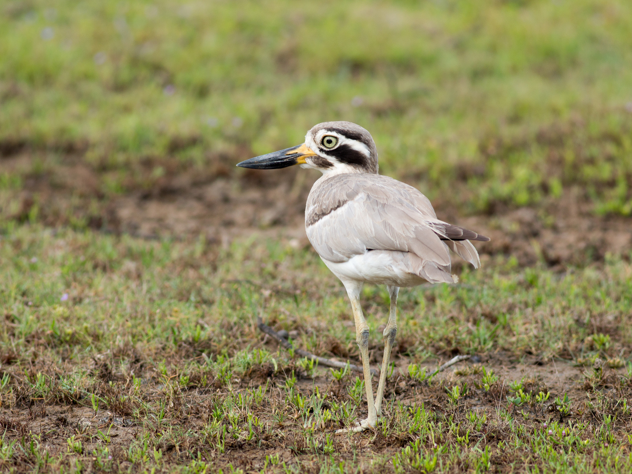 Olympus OM-D E-M1 + Metabones 400/5.6 sample photo. Great thick-knee photography