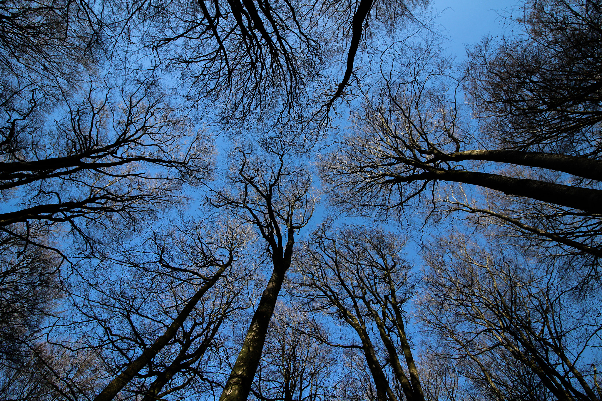 Canon EOS 100D (EOS Rebel SL1 / EOS Kiss X7) sample photo. Perche forest in winter photography