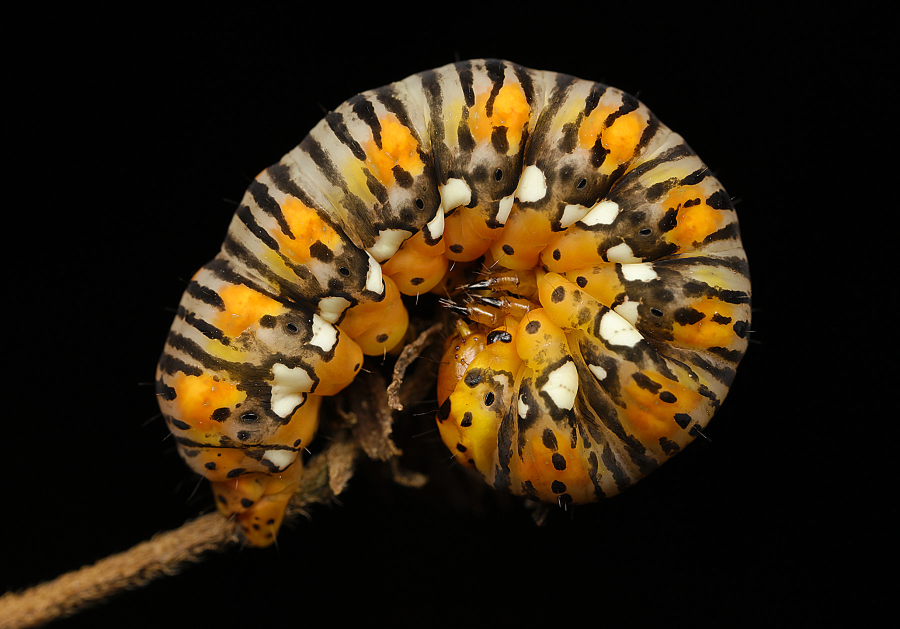 Canon MP-E 65mm F2.5 1-5x Macro Photo sample photo. Caterpillar photography