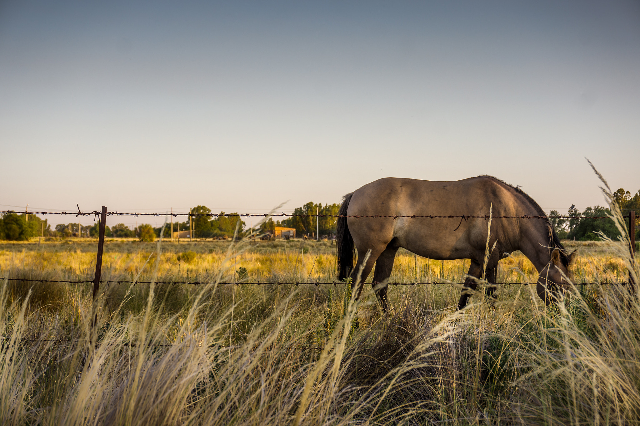Sony Alpha NEX-5N sample photo. Horse photography