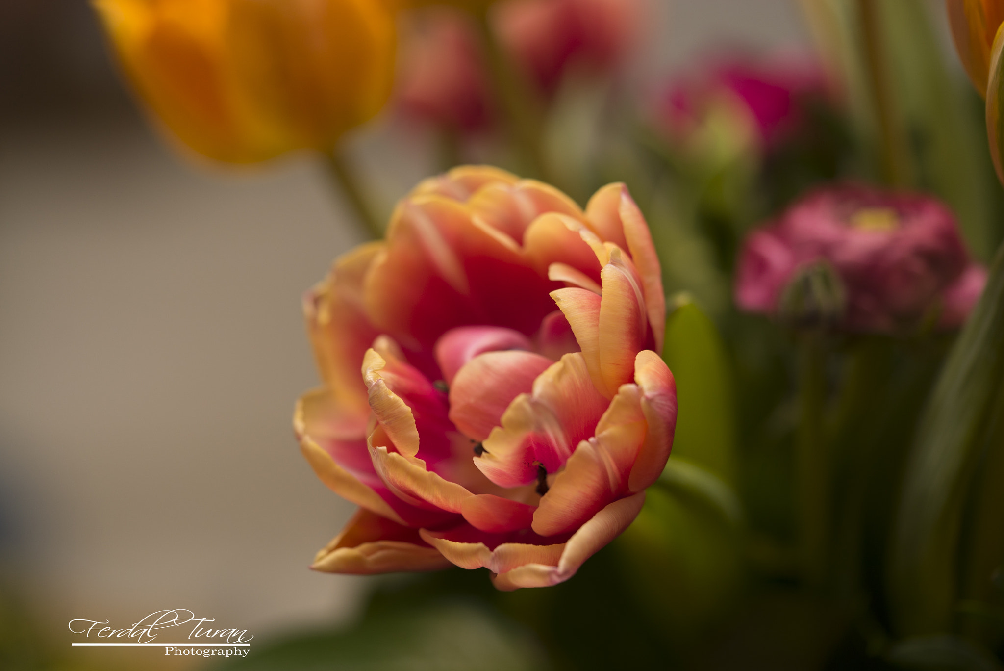 Sony a7S II + Sony FE 90mm F2.8 Macro G OSS sample photo