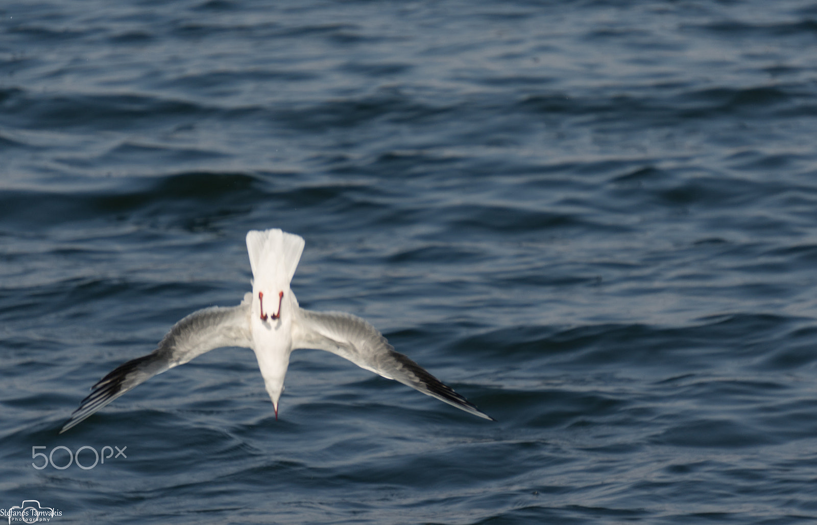 Sony a7R + Sony E 55-210mm F4.5-6.3 OSS sample photo. Diving for food photography