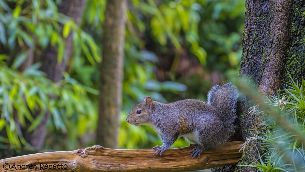 Canon EF 70-300mm F4-5.6L IS USM sample photo. Squirrel photography
