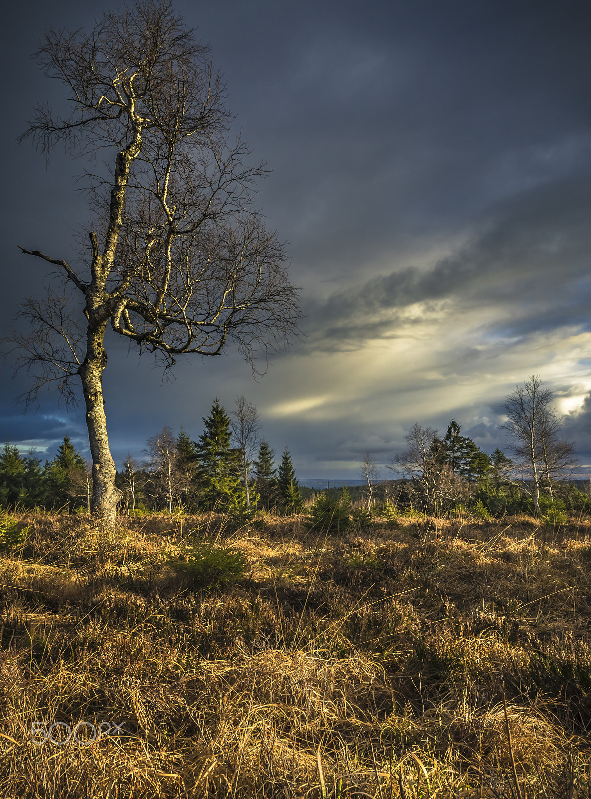 Nikon D500 sample photo. Morning sunlight photography