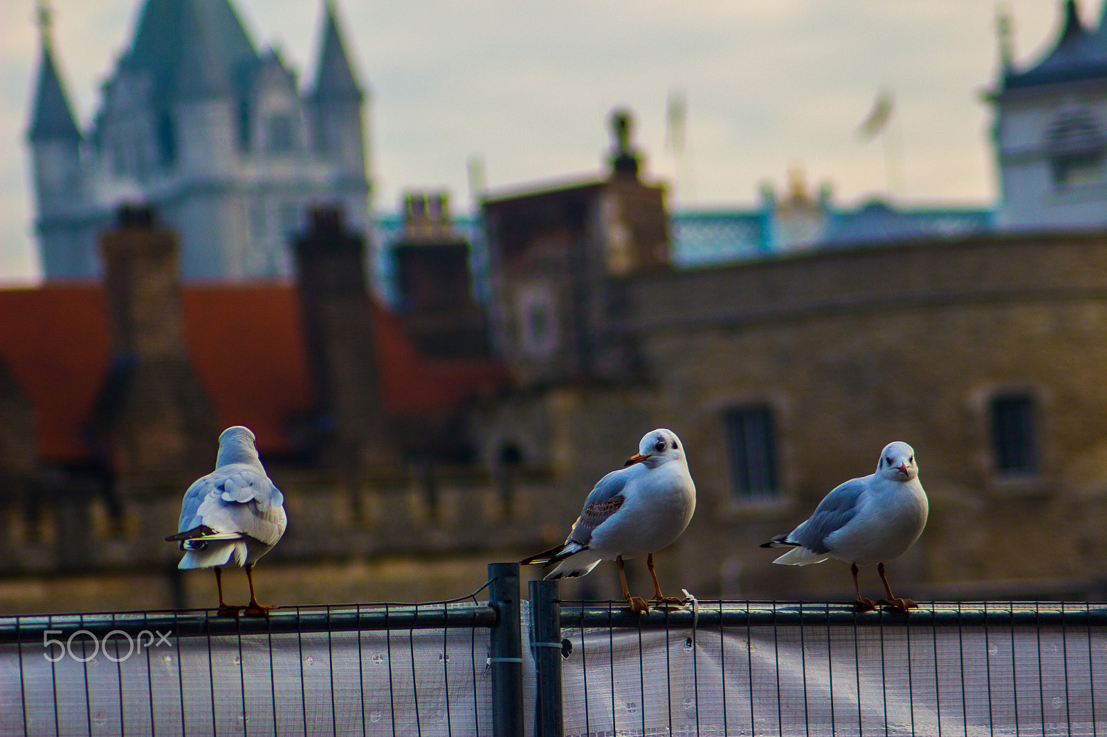 Canon EOS 100D (EOS Rebel SL1 / EOS Kiss X7) sample photo. Three little birds photography