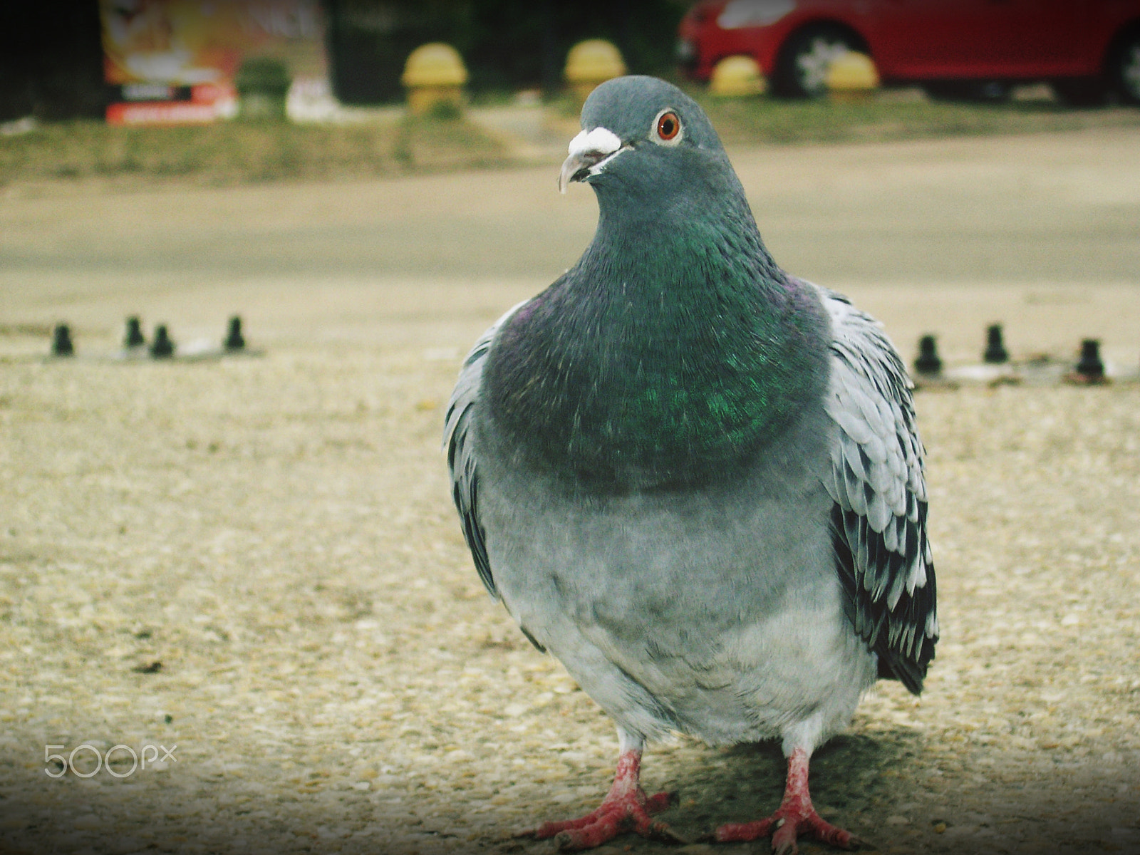 Olympus C5060WZ sample photo. Pigeon portrait photography