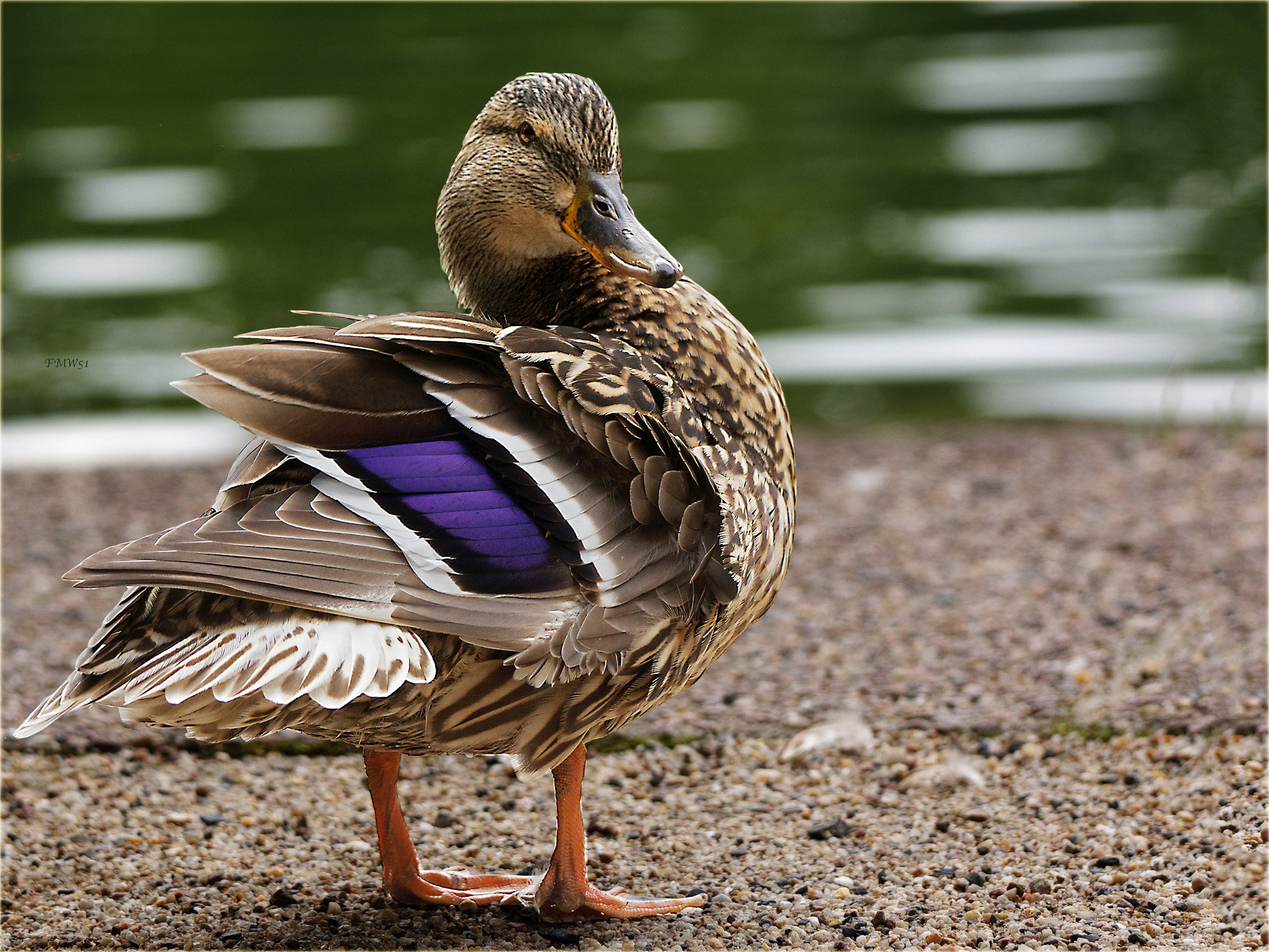 Sony SLT-A55 (SLT-A55V) + Sony 70-400mm F4-5.6 G SSM sample photo. Hap-hap photography