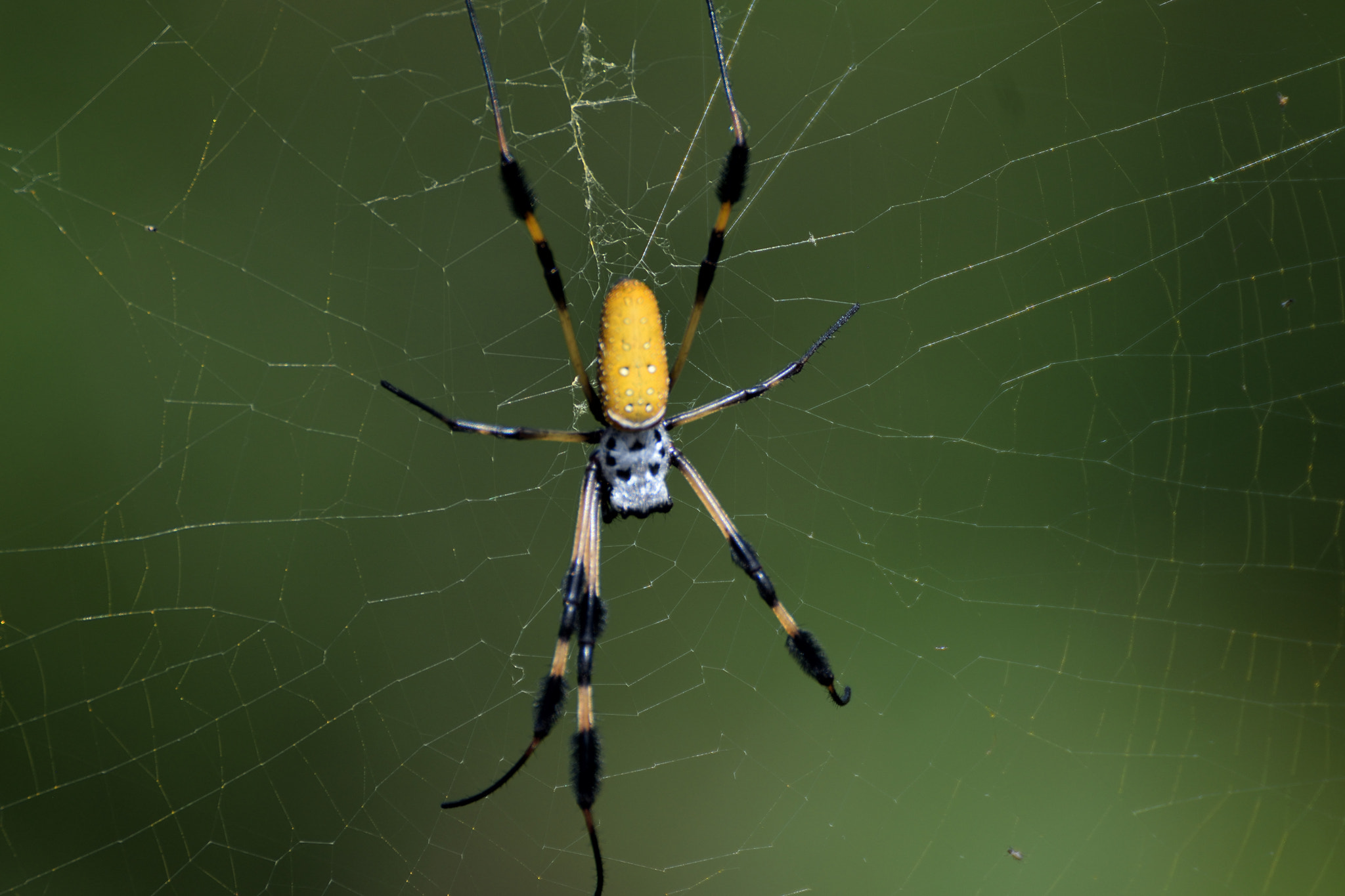 Nikon D3300 + Tamron SP 70-300mm F4-5.6 Di VC USD sample photo. Big yellow spider photography