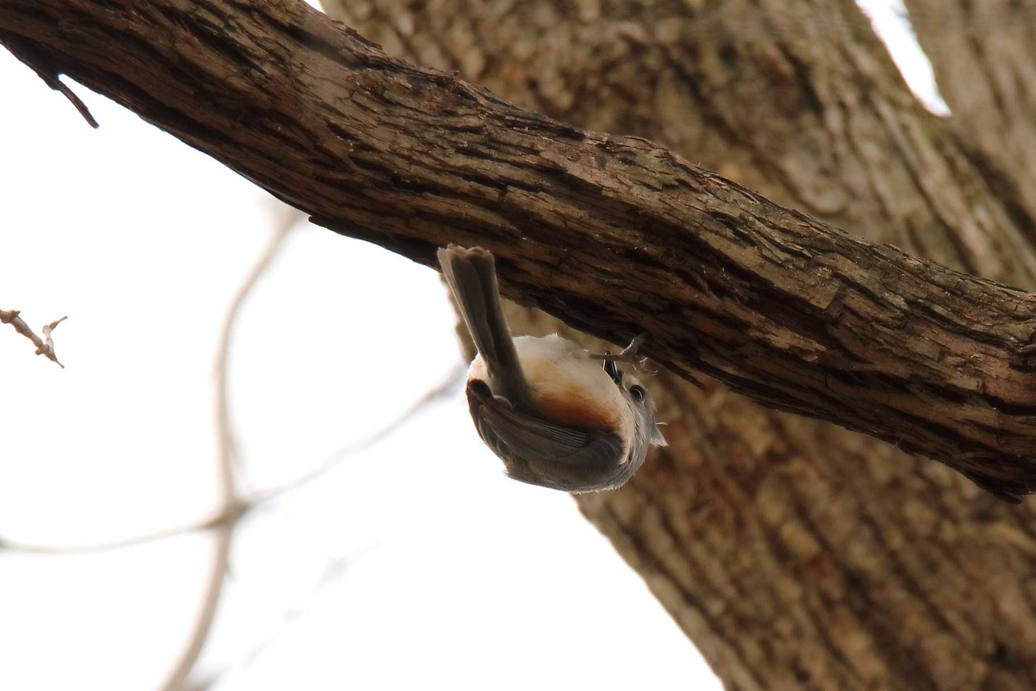 Tamron SP 150-600mm F5-6.3 Di VC USD sample photo. Img photography