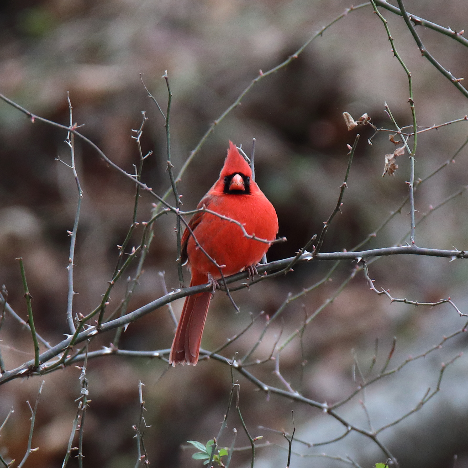 Tamron SP 150-600mm F5-6.3 Di VC USD sample photo. Img photography