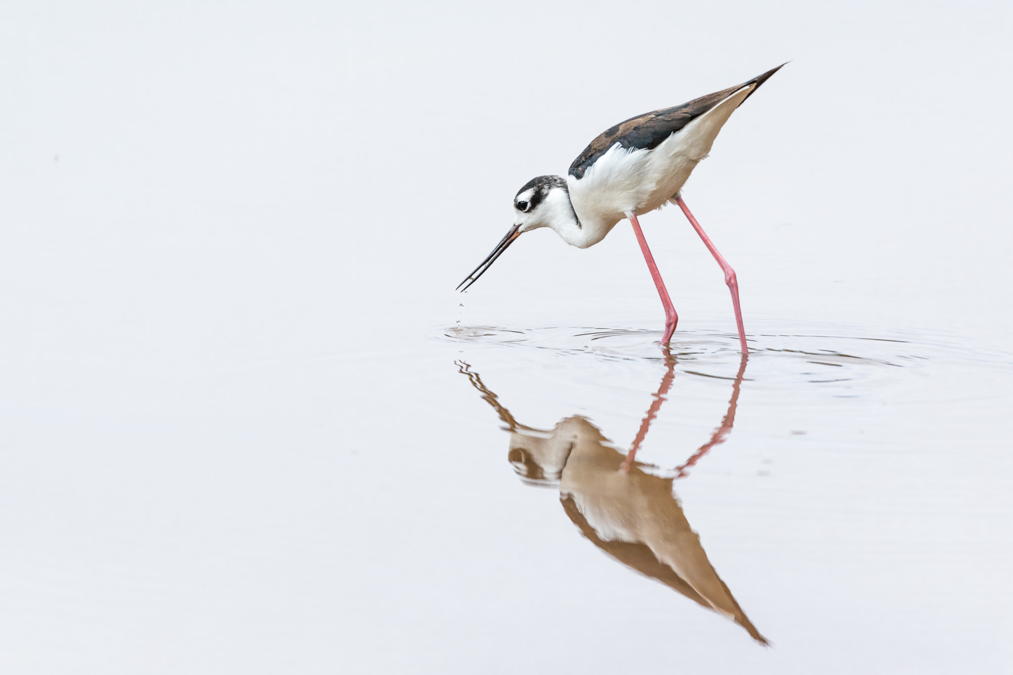 150-600mm F5-6.3 DG OS HSM | Contemporary 015 sample photo. Black-necked stilt photography
