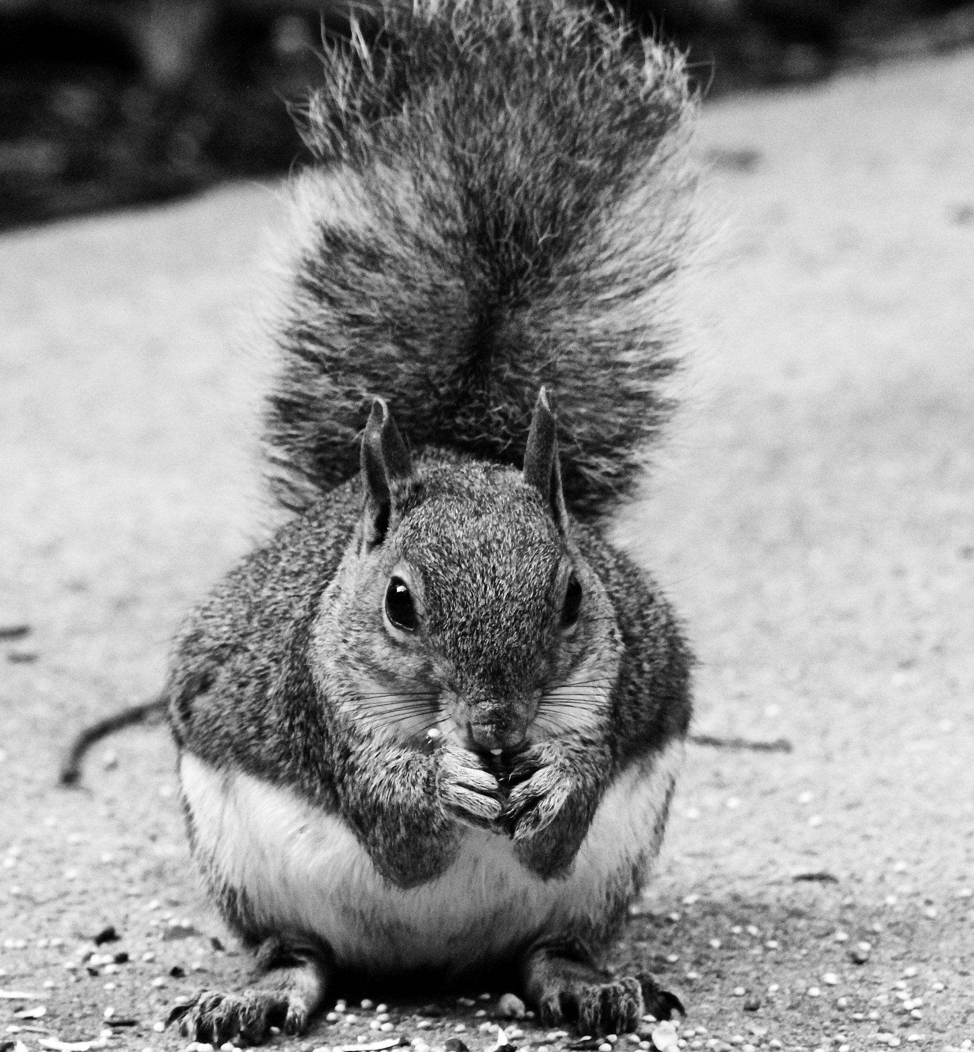 Sigma 70-300mm F4-5.6 APO DG Macro sample photo. Squirrel_6413 photography