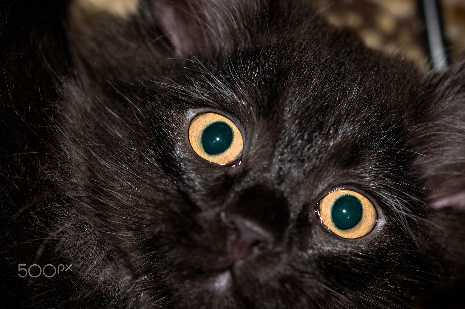 Sigma 105mm F2.8 EX DG OS HSM sample photo. Cat eyes photography