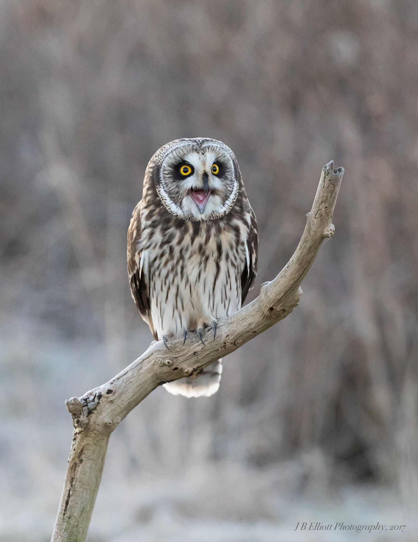 Canon EOS 5D Mark IV + Canon EF 500mm F4L IS II USM sample photo. Talkative shorty photography