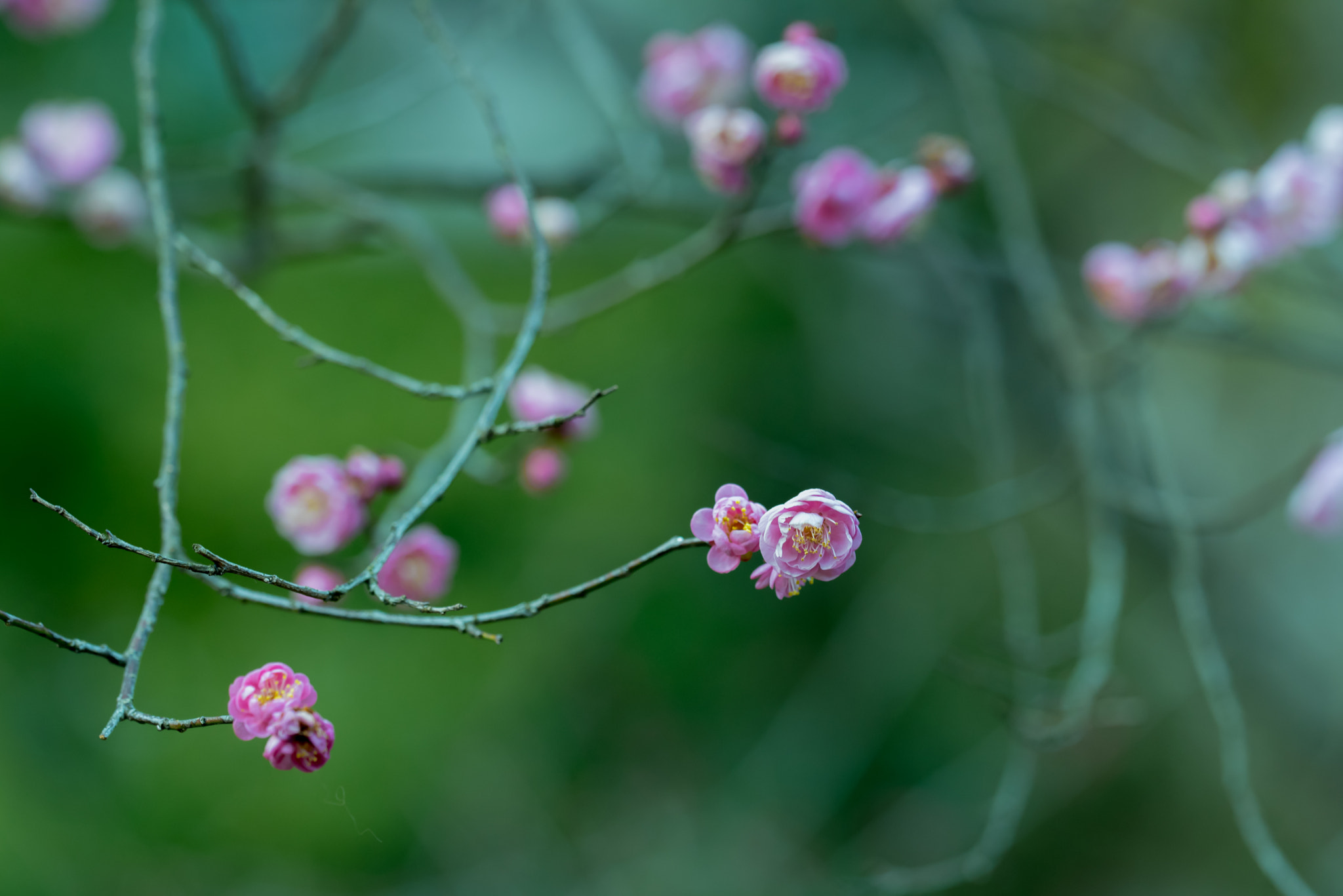 Sigma 150mm F2.8 EX DG OS Macro HSM sample photo. Plum blossom photography