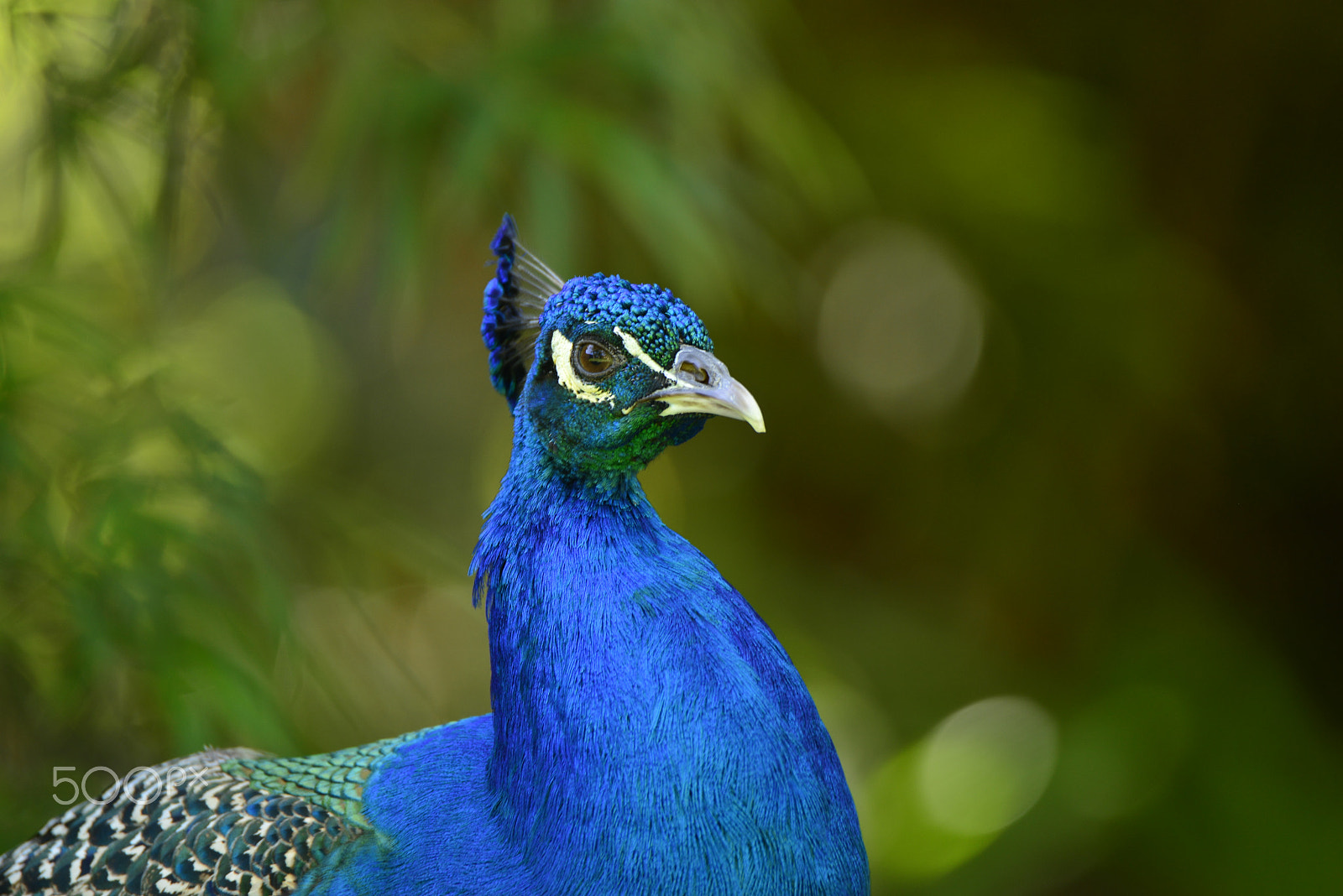 Nikon D800 sample photo. Portrait of peacock photography