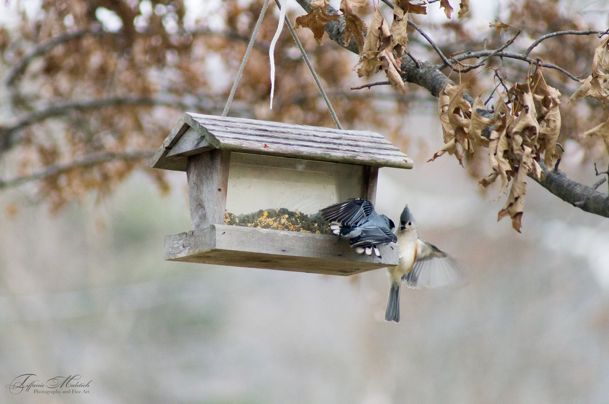 Sony 75-300mm F4.5-5.6 sample photo. Fight at the feeder photography