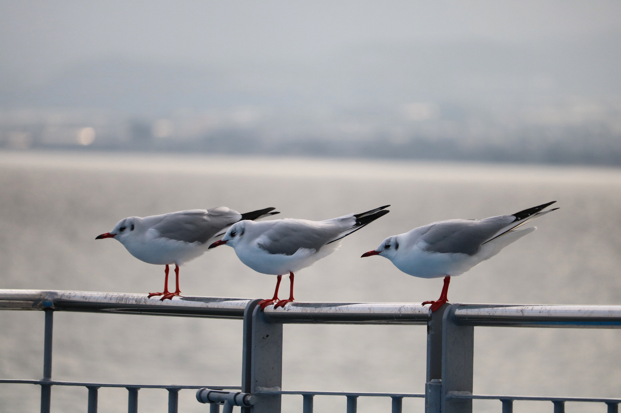 Canon EOS 750D (EOS Rebel T6i / EOS Kiss X8i) + Canon EF-S 55-250mm F4-5.6 IS STM sample photo. Hooded gull photography